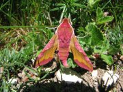 1992 Small Elephant Hawkmoth 2007 - Andrew Palmer