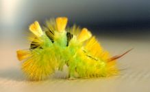 2028 Pale Tussock larva 2004 - Bob Hasra