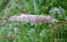 2028 Pale Tussock 2009 - Andrew Middleton