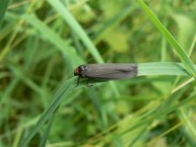 2039 Red-necked Footman 2009 - Alan Reynolds