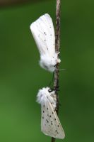 2060 White Ermine 2004 - Sandra Standbridge