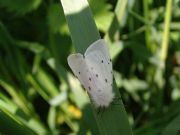 2063 female Muslin Moth 2004 - Steven Penn