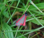 2069 Cinnabar 2009 - Robin Pearson