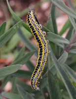 2223 Toadflax Brocade larva - Andrew Middleton