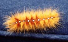 2279 Sycamore larva 2001 - Neil