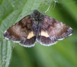 2397 Small Yellow Underwing 2004 - Andrew Wood