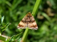 2397 Small Yellow Underwing 2009 - Martin Honey