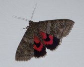 Red Underwing 2005 - Janet Waters