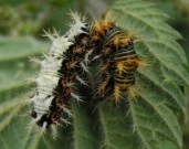 Comma larvae 2005 - Andrew Wood