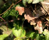 Comma mating 2007 - David Newland