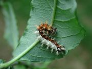 Comma larvae 2003 - Andrew Middleton