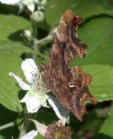 Comma 2002 - Andrew Wood