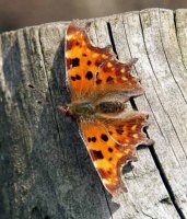 Comma 2003 - Allan Beechey