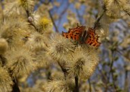 Comma 2005 - Lee Browne