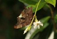 Comma 2005 - Malcolm Newland