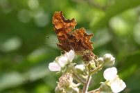 Comma 2005 - Sandra Standbridge