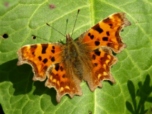 Comma 2009 - Sezar Hikmet