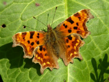 Comma (f) 2009 - Sezar Hikmet