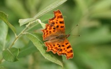 Comma 2010 - Clive Burrows