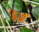 Comma 2011 - Andrew Wood