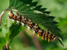 Comma larva 2011 - Lee Browne