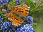 Comma 2009 - Sezar Hikmet