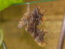 Comma & pupa 2014 - Bob Clift