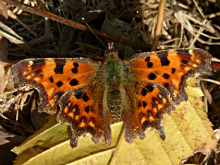 Comma 2017 - Peter Clarke