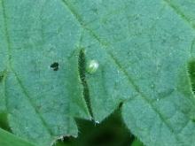 Comma egg 2017 - Peter Clarke