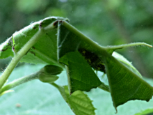 Comma larva 2017 - Peter Clarke