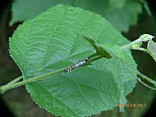 Comma larva 2017 - Peter Clarke