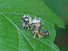 Comma larvae 2017 - Peter Clarke