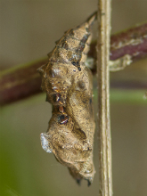 Comma pupa 2017 - Bob Clift