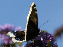 Camberwell Beauty 2006 - Ian Hardy