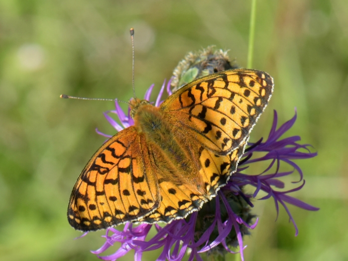 Dark Green Fritillary (m) 2018 - David Hunt