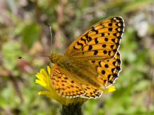 Dark Green Fritillary 2011 - Bob Clift