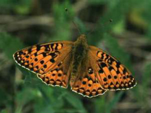 Dark Green Fritillary - John Stevens