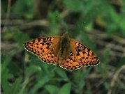 Dark Green Fritillary 2001 - John Stevens