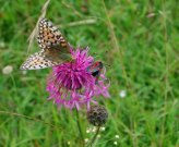 Dark Green Fritillary 2001 - Linda Chandler