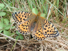 Dark Green Fritillary 2001 - Nick Sampford