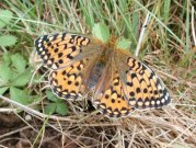 Dark Green Fritillary 2001 - Nick Sampford