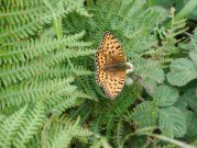 Dark Green Fritillary 2002 - Angela Sampford