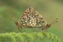 Dark Green Fritillary 2005 - Nick Sampford