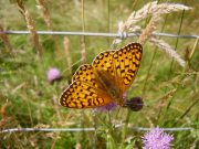 Dark Green Fritillary 2005 - Rachel Goodyear