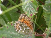 Dark Green Fritillary 2006 - Malcolm Hull