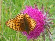 Dark Green Fritillary 2007 - Paul Thrush