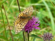 Dark Green Fritillary 2008 - Andrew Steele