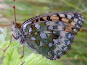 Dark Green Fritillary 2008 - Darin Stanley