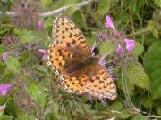 Dark Green Fritillary 2008 - Malcolm Hull