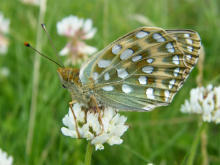 Dark Green Fritillary 2010 - Paul Thrush